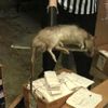 Photo: Giant Rat Found Inside Of A Foot Locker In The Bronx